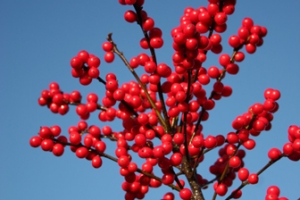 Ilex 'Red Sprite' 